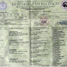 Sági Solymász Babér