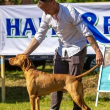 Dedevári Cinkos (Hugó)