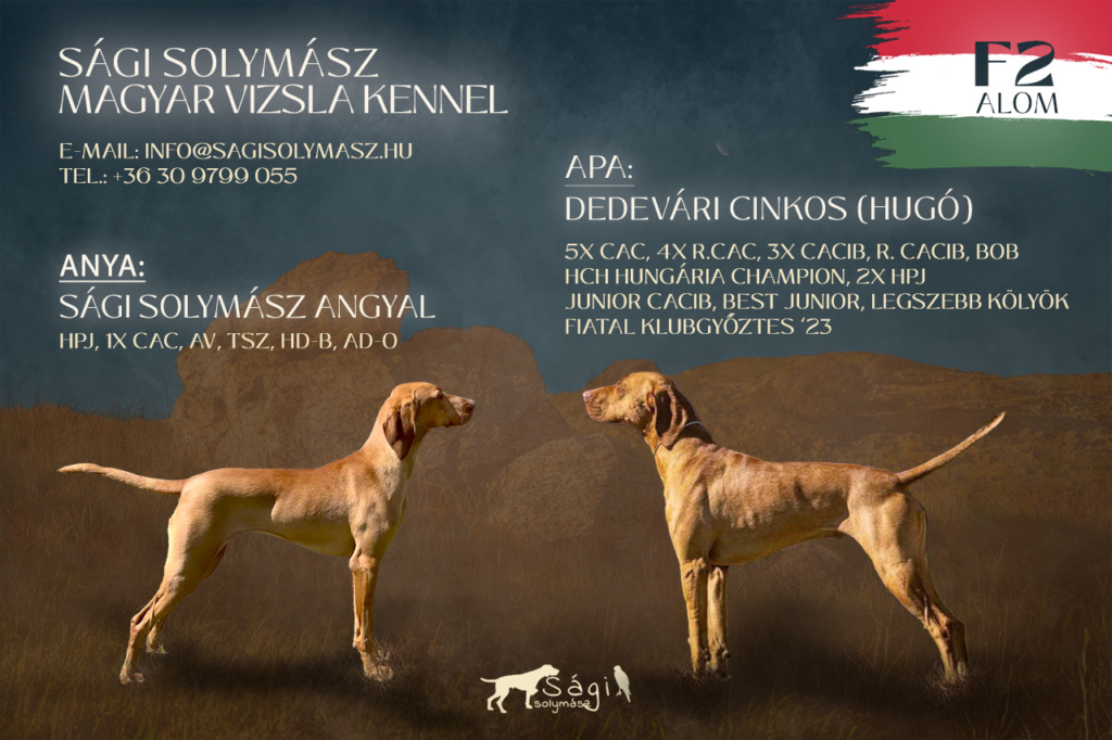 Sági Solymász Kennel F2 Alom